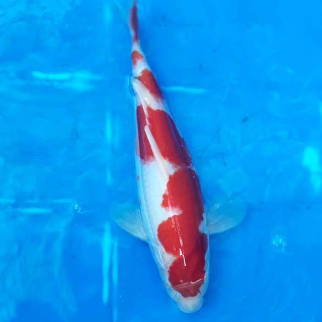 Kohaku Strong, 23cm