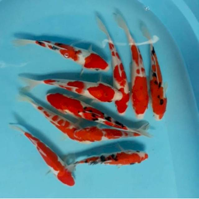 Kohaku sanke 10 ekor