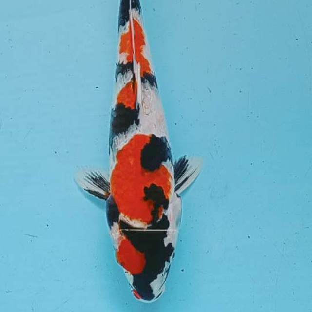 showa 28 cm male