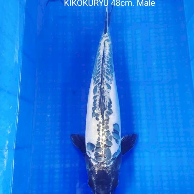 KIKOKURYU JUMBO 48cm