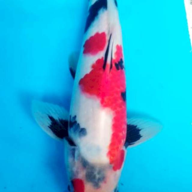 showa male 28 cm