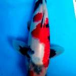 showa male 28 cm