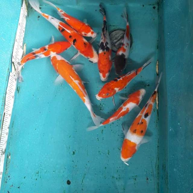 Mix koi
