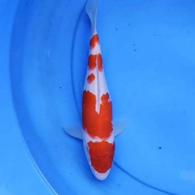 Kohaku strong 25 cm