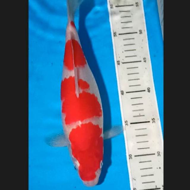 Kohaku male 30 up