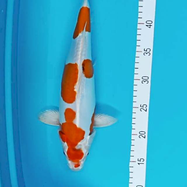 Kohaku doit su 35 cm female