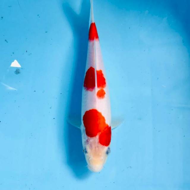 Kohaku,  23 cm