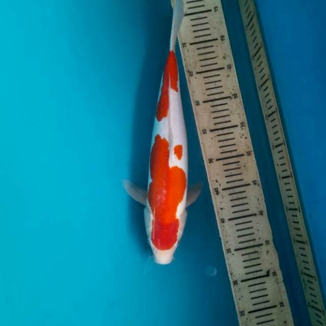 41cm Foitsu kohaku M