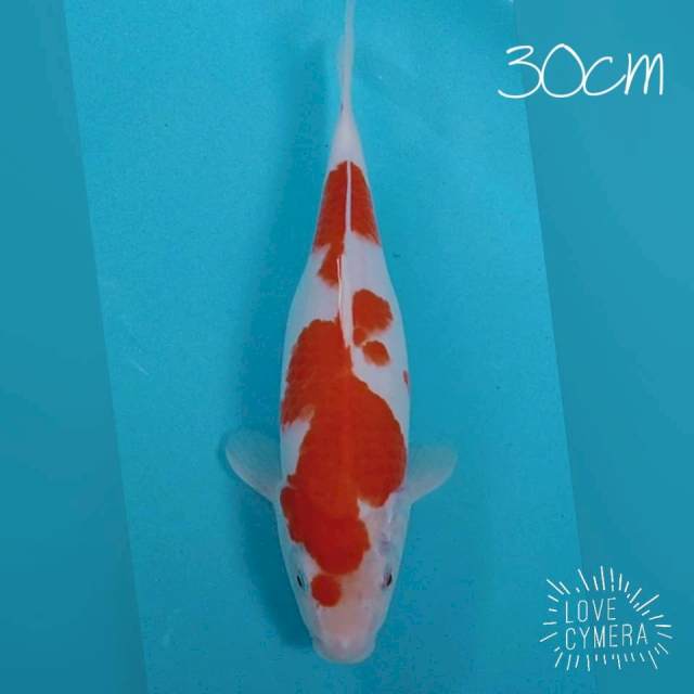 Kohaku 30cm