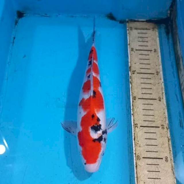 Sanke 27cm Male