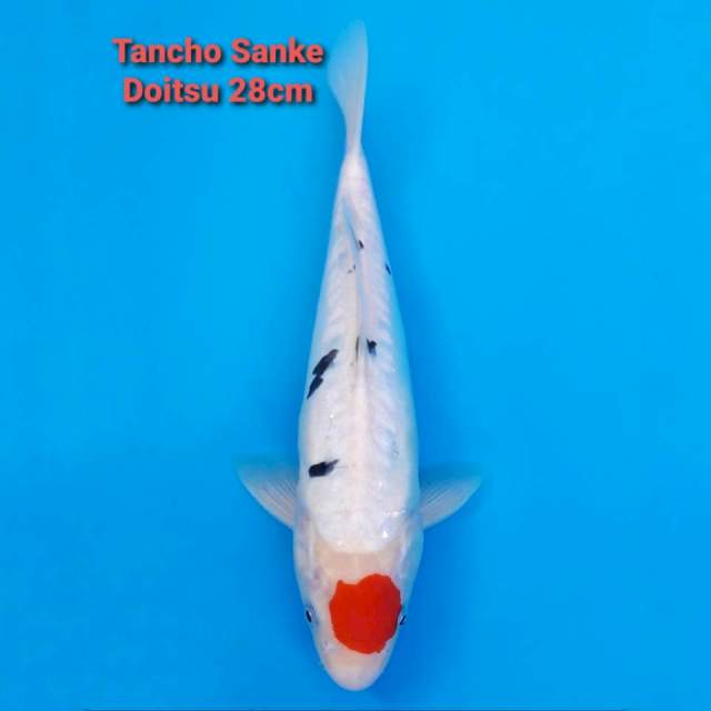 Tancho Sanke Doit 28cm