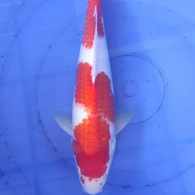 Kohaku Red strong 35cm