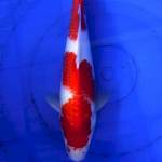 Kohaku Red strong 35cm