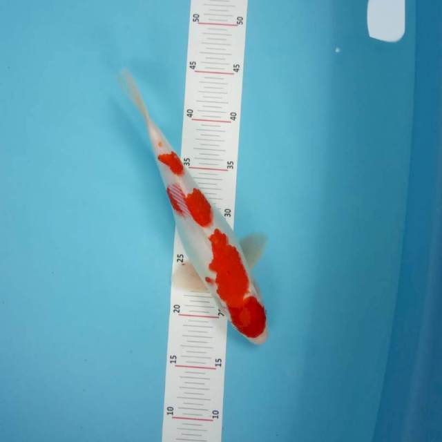 Kohaku 32cm 