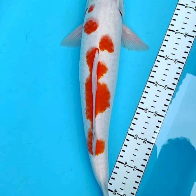 Tanco kohaku 48 cm ori