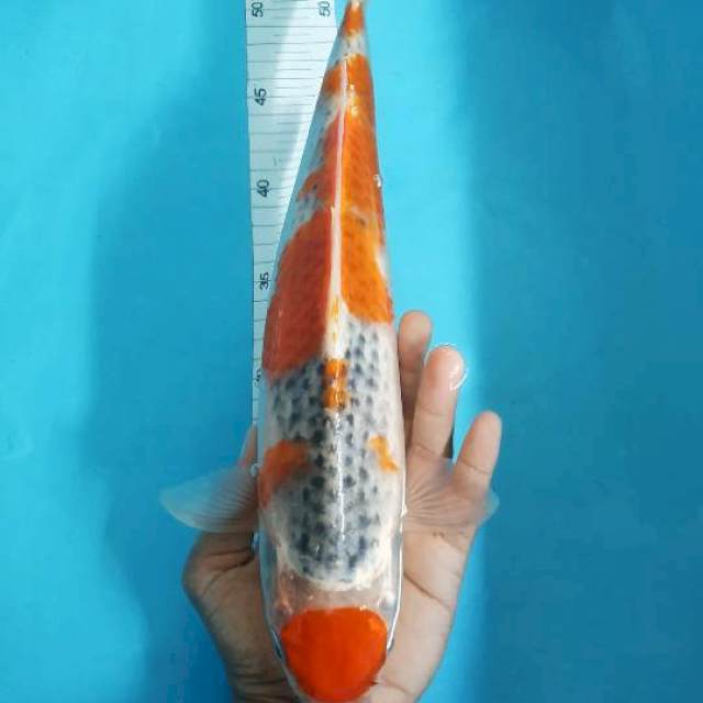 MARUTEN GOSHIKI 40CM FEMALE