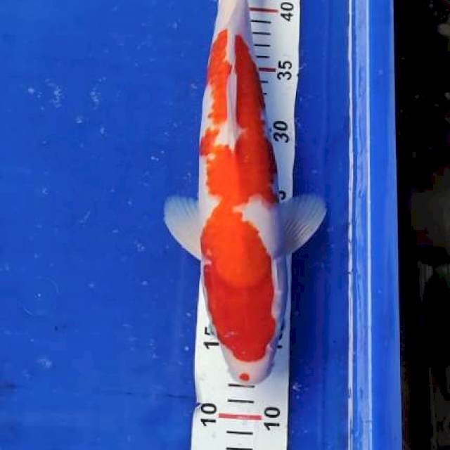 Kohaku 37 cm