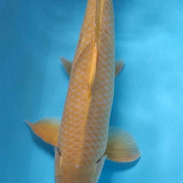 Karasi female