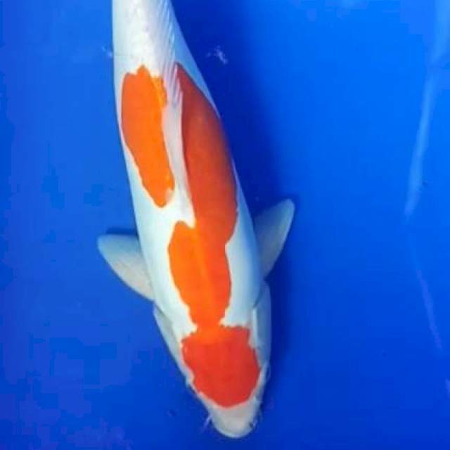 KOHAKU DOIT 40CM...MERAH STRONG
