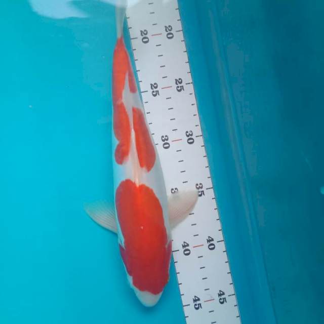 Doitsu 28 cm male