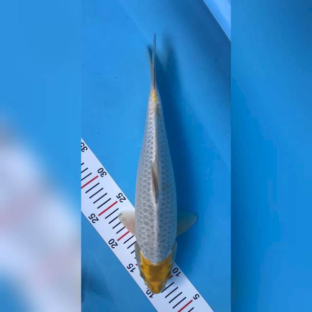 tanco limited edition 40cm