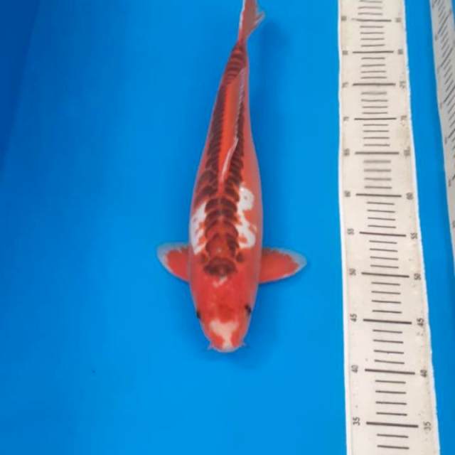 Shusui hana 45bu