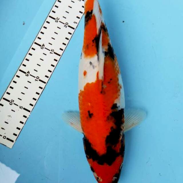 SHOWA 35CM