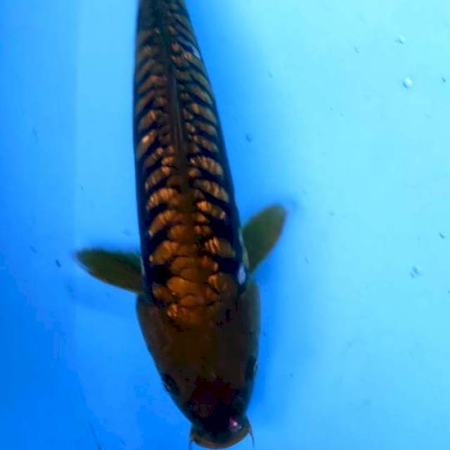 ARAGOKE 37CM