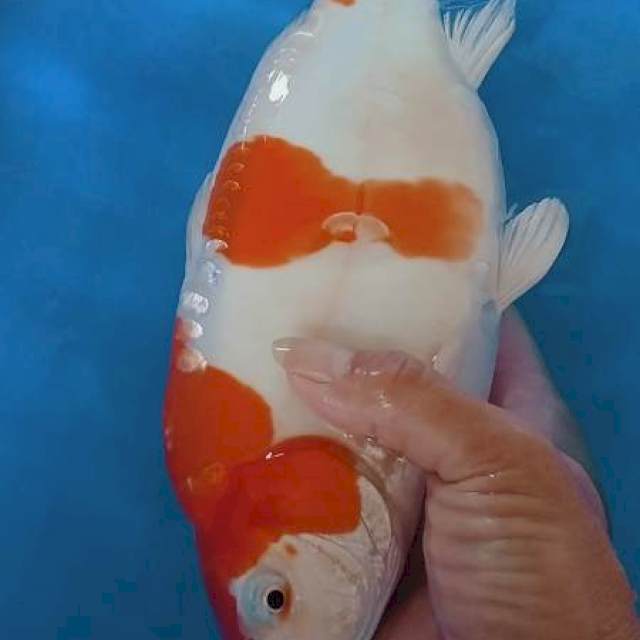 Kohaku Doit Punuk 29cm