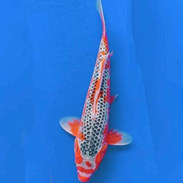 Asagi Jantan 31cm