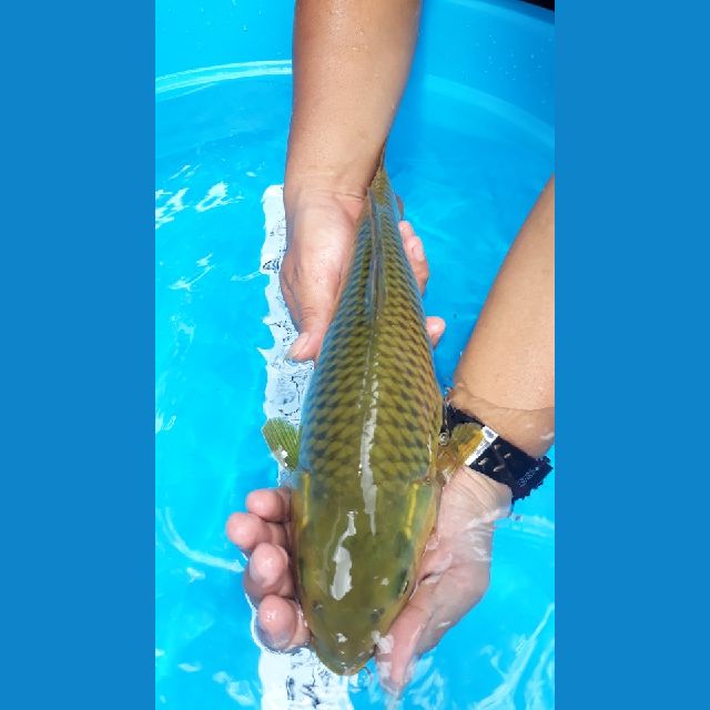 Midori JUMBO 36cm