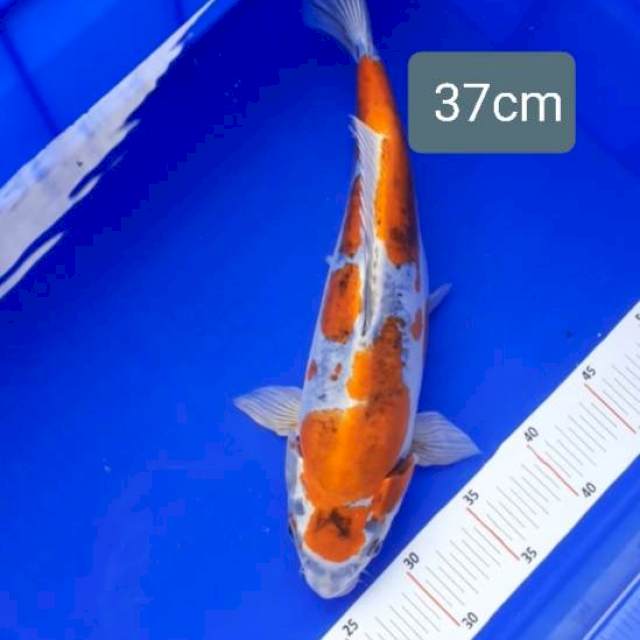 Kiko 37cm