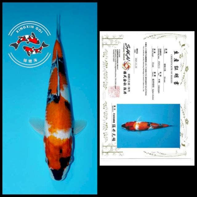 YONDAN SHOWA SAKAI 33CM