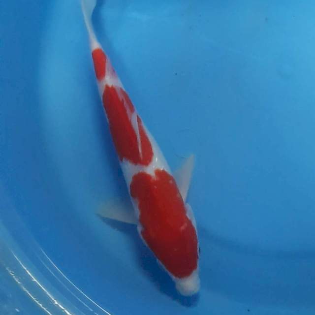 Kohaku 23cm strong