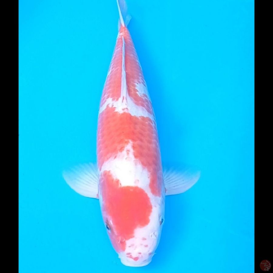 Kohaku 41 cm fm