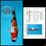 YONDAN SHOWA IMPORT SAKAI 36cm