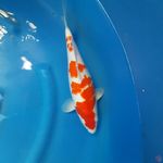 Kohaku 38 cm