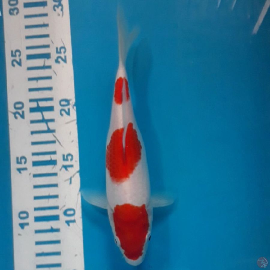 Kohaku 22 cm