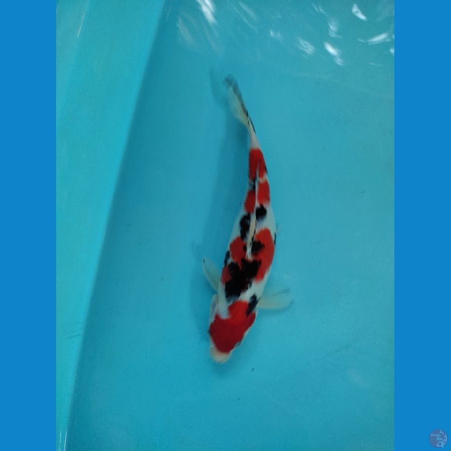 sanke femele 26 cm