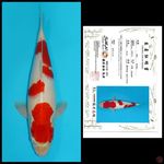 KOHAKU SANDAN IMPORT SAKAI, 40CM MALE