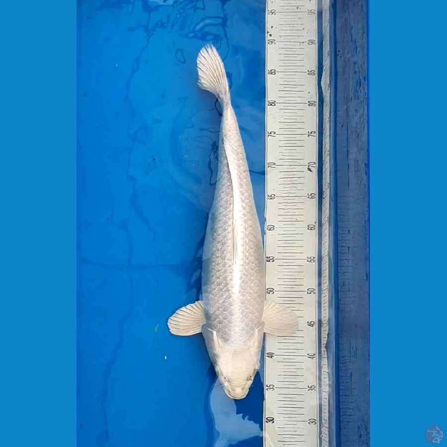 54cm Platinum Ginrin