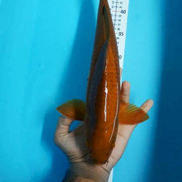 CHAGOI TEMBAGA JUMBO JANTAN 41 CM