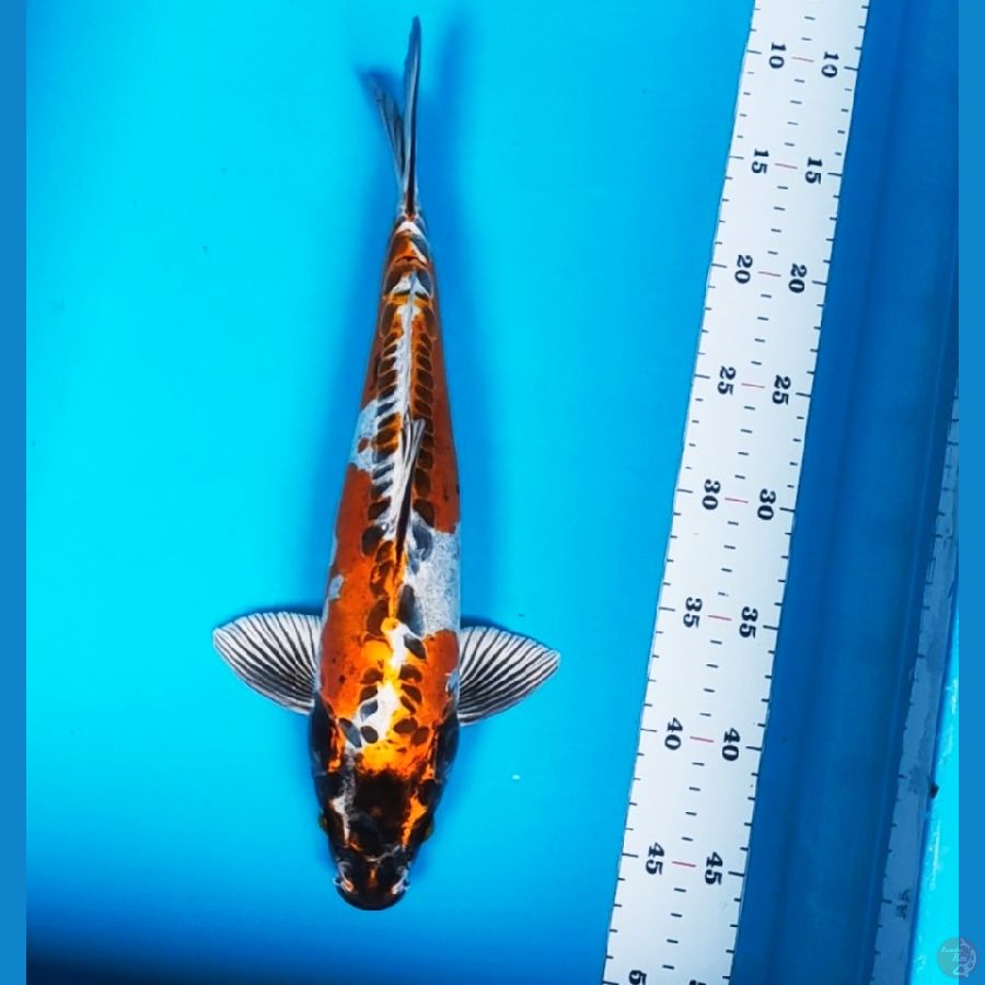 beni kiko 35cm male