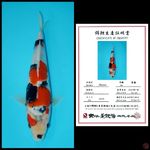 SHOWA IMPORT DAINICHI, 26CM