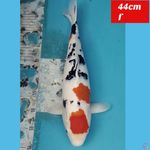 Jumbo Maruthen Sanke 44cm