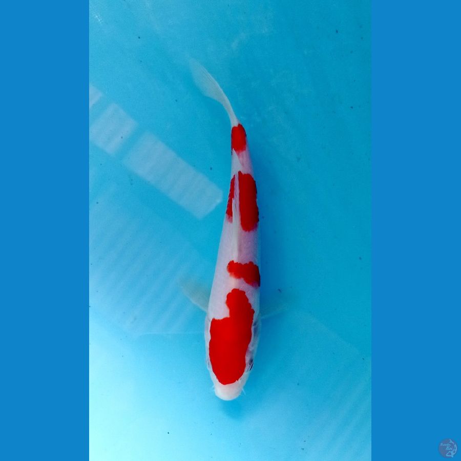 kohaku 20cm