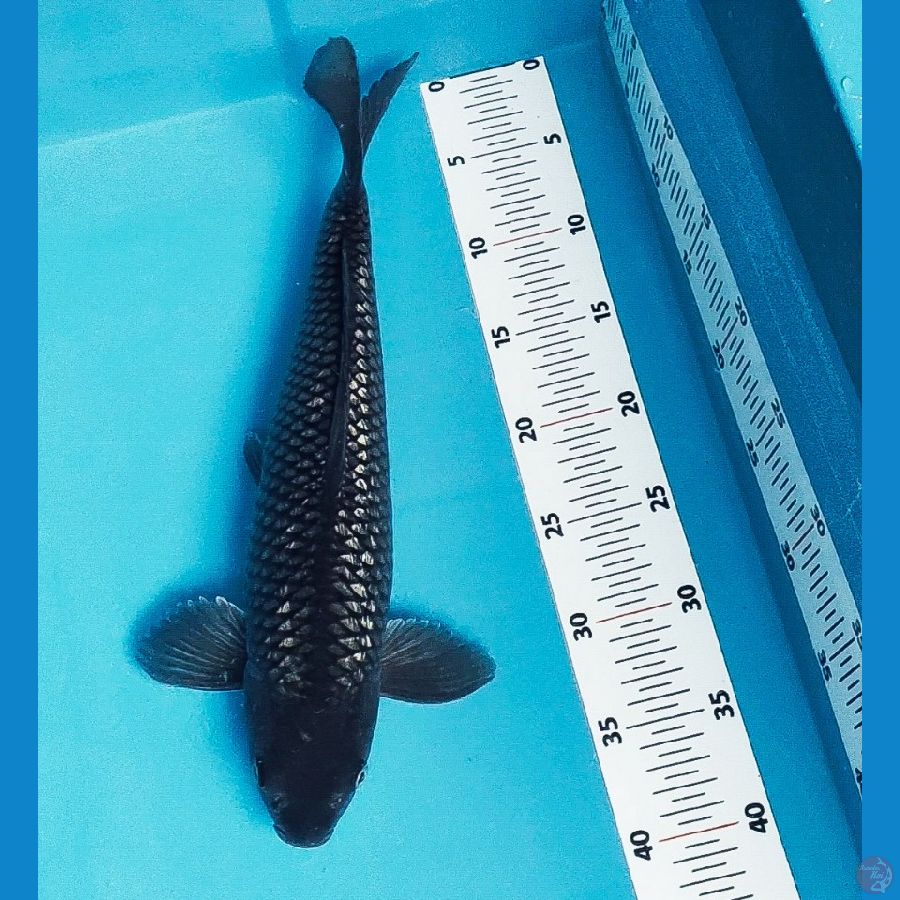 black soragin 38cm male