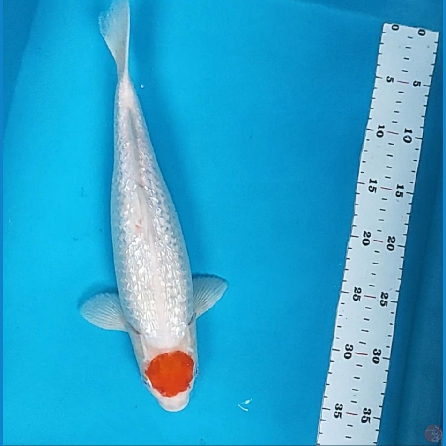 tancho kohaku ginrin 35cm