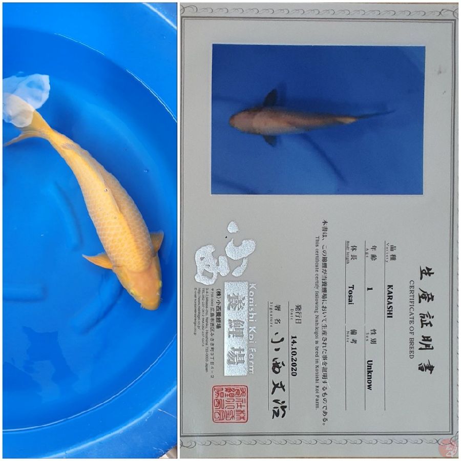 Karashi import Konishi 53Cm