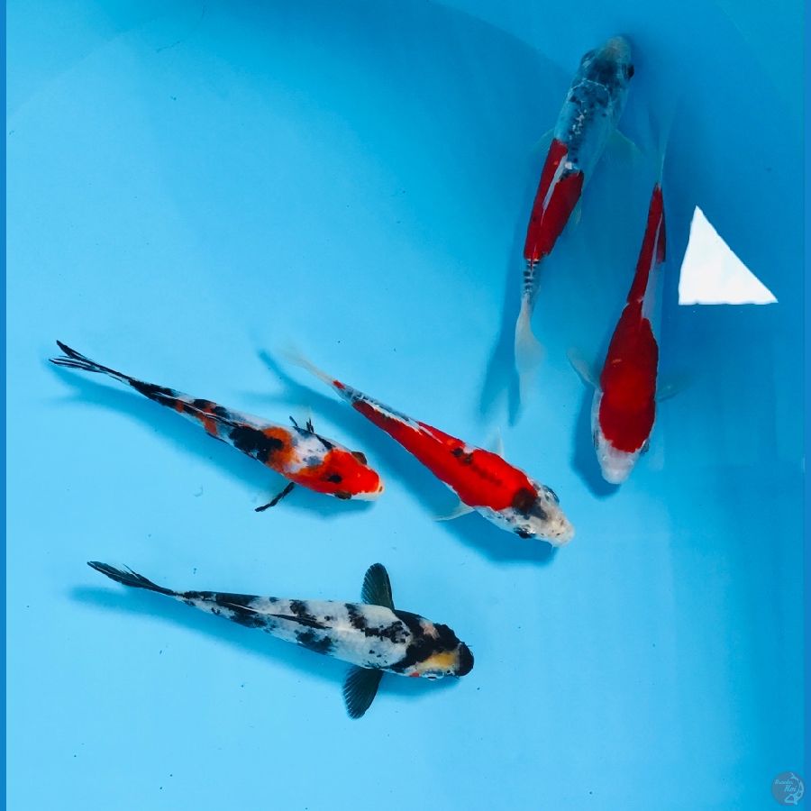 mix koi, 15cm up